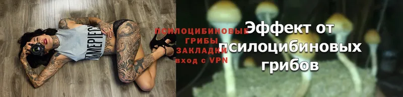 Галлюциногенные грибы Psilocybe  дарнет шоп  ОМГ ОМГ ссылка  Гусь-Хрустальный 